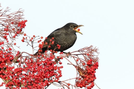A blackbird enjoys  a berry from rowan tree, one of species being rewilded at Dundreggan