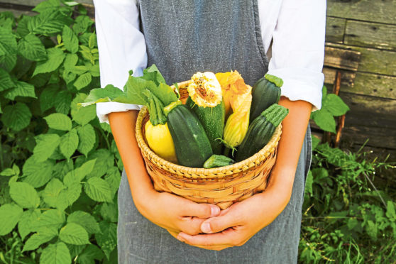 Take care of growing plants now for a great courgette  harvest later