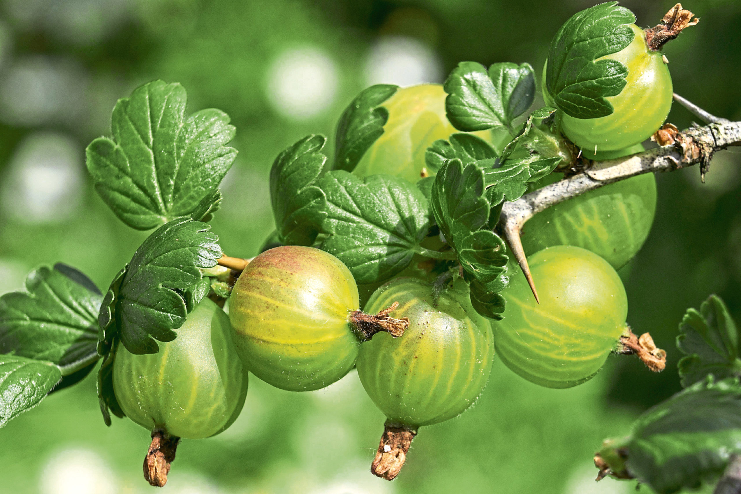 Gooseberries are just about ready to harvest