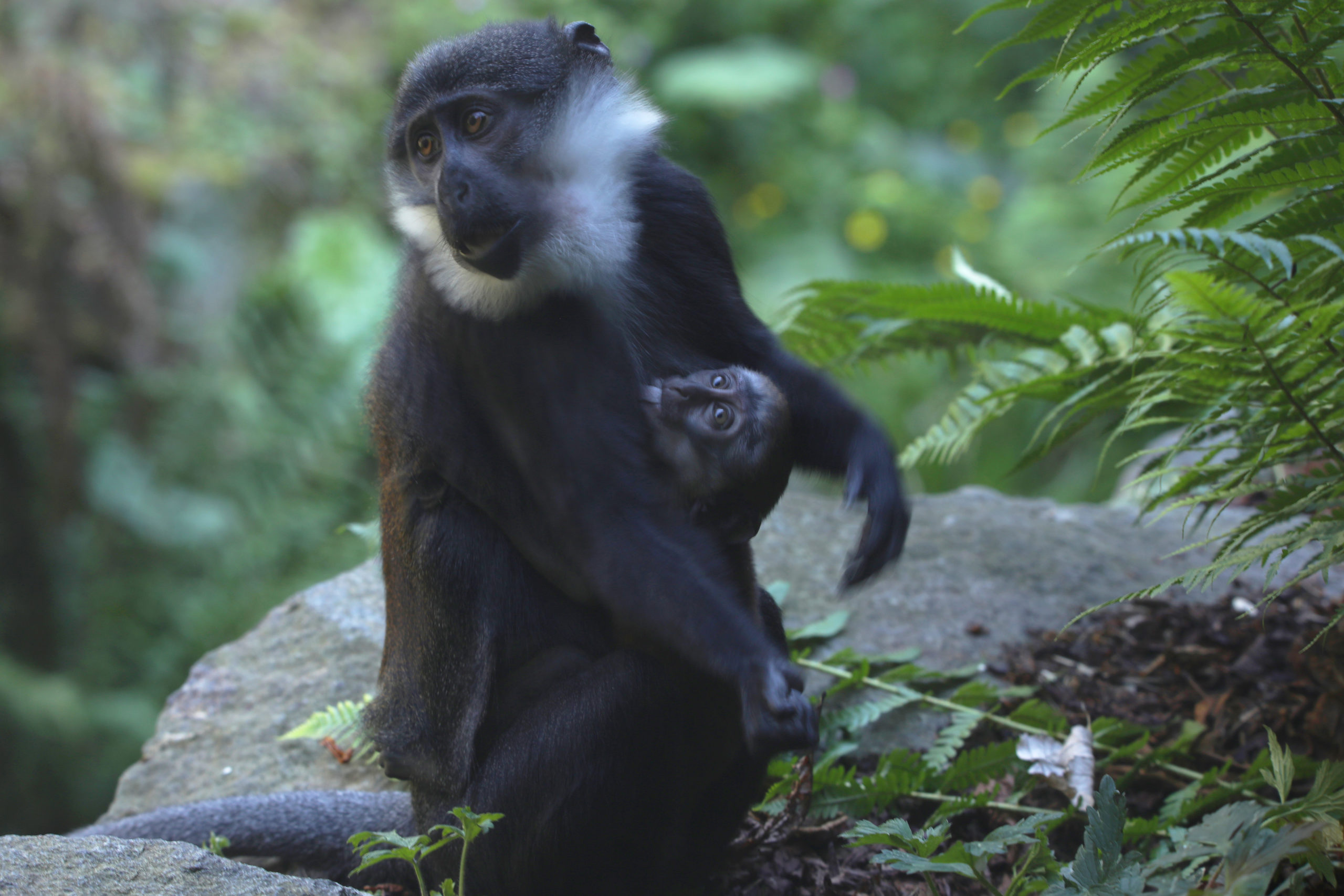 Mum Sheli with baby monkey at Edinburgh Zoo which reopens tomorrow