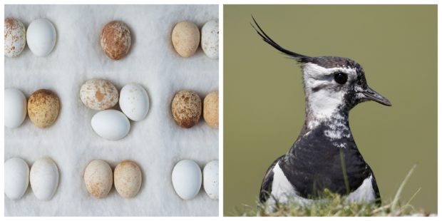 Acclaimed lensman captures endangered birds’ stunning                  Scots habitats and wants legacy egg collection to help protect their future