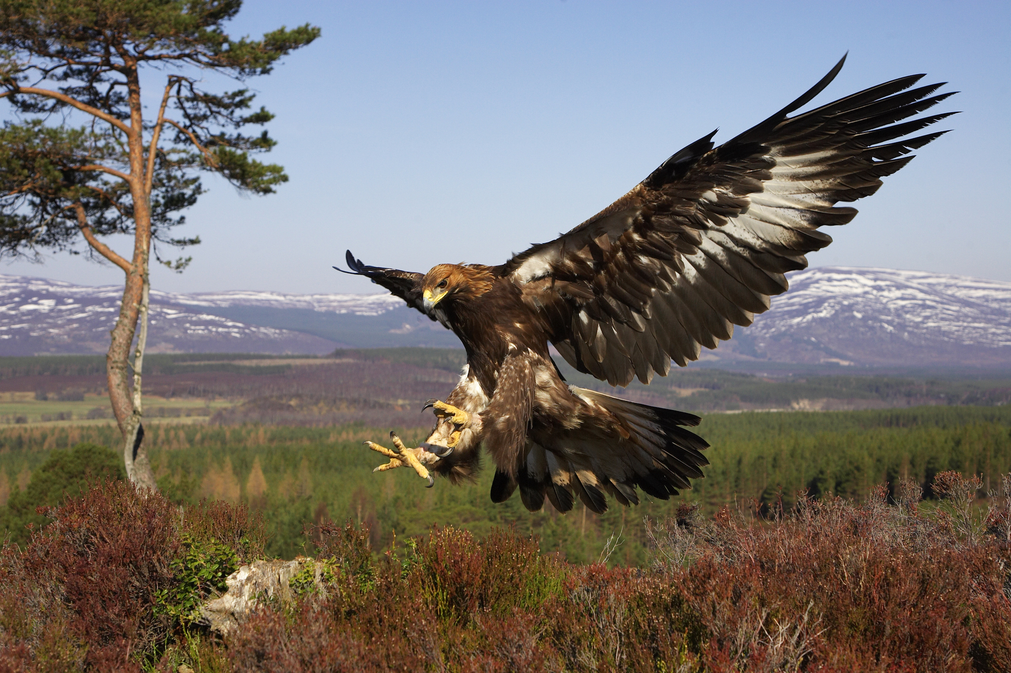 A golden eagle in flight in the Highlands