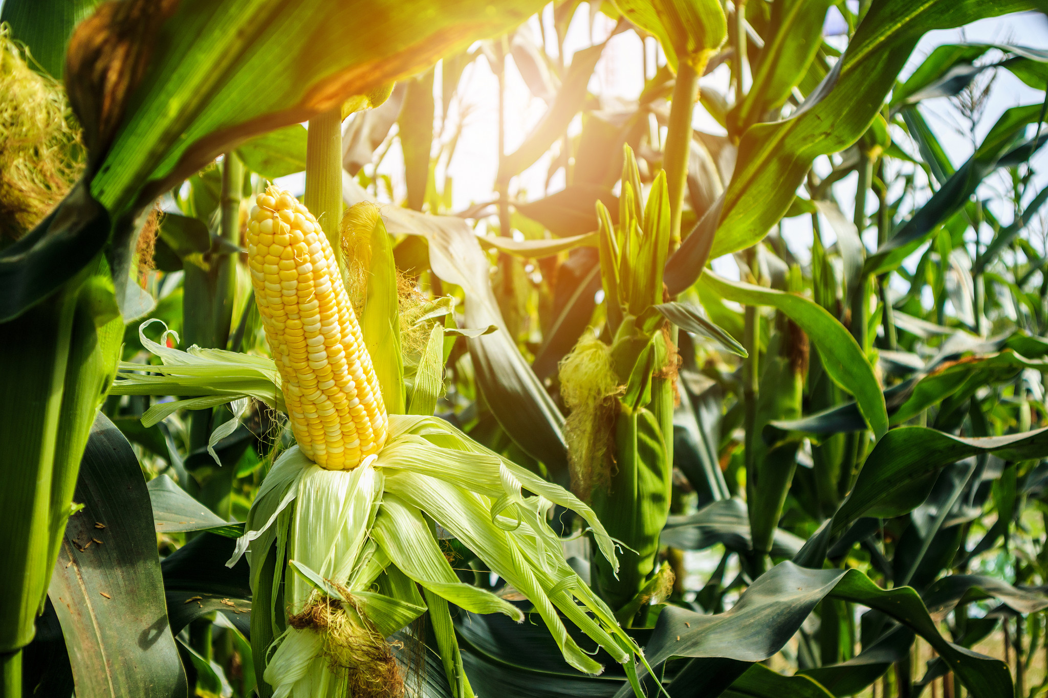 Hybrid sweetcorn makes this plant much more versatile