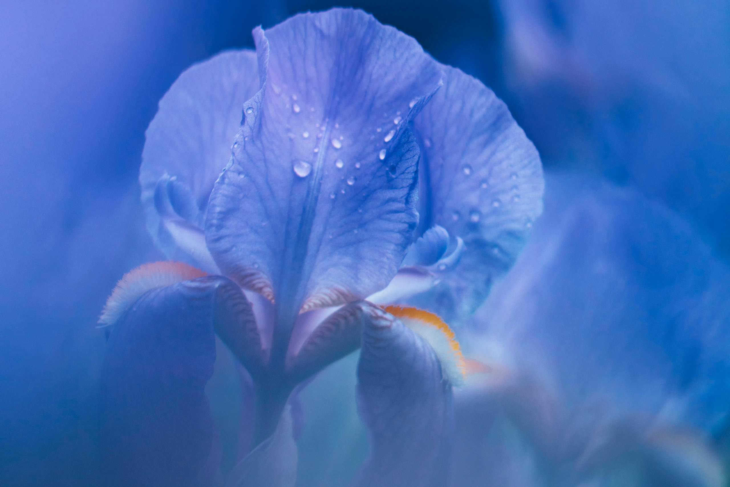 While beautiful flowers such as this purple iris are in bloom, there are still plenty of jobs to be done in the garden