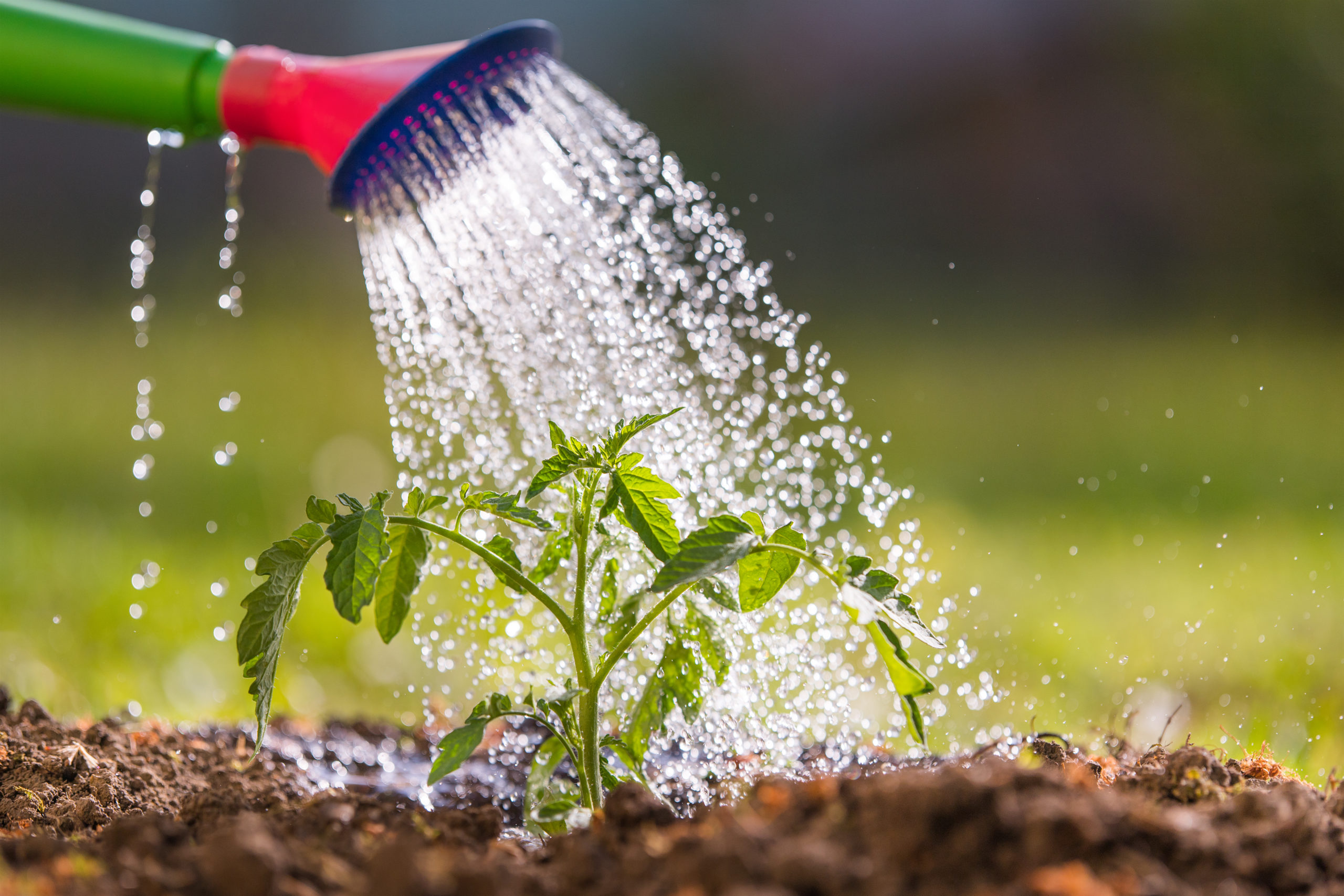 Watering is time-consuming during dry spells