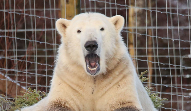 Hamish the polar bear