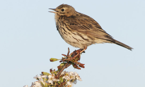 Up to 3,000 meadow pipits may be at risk