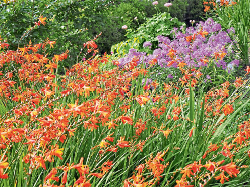 Crocosmias add swathes of vibrant colour