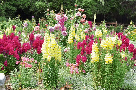 A field of snapdragons make a wonderful sight