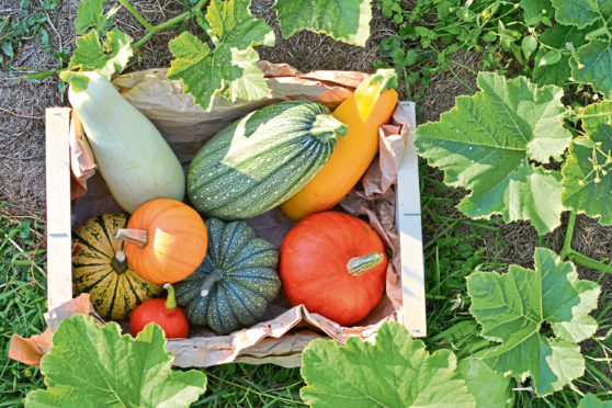 Enjoy a harvest of pumpkins and squashes