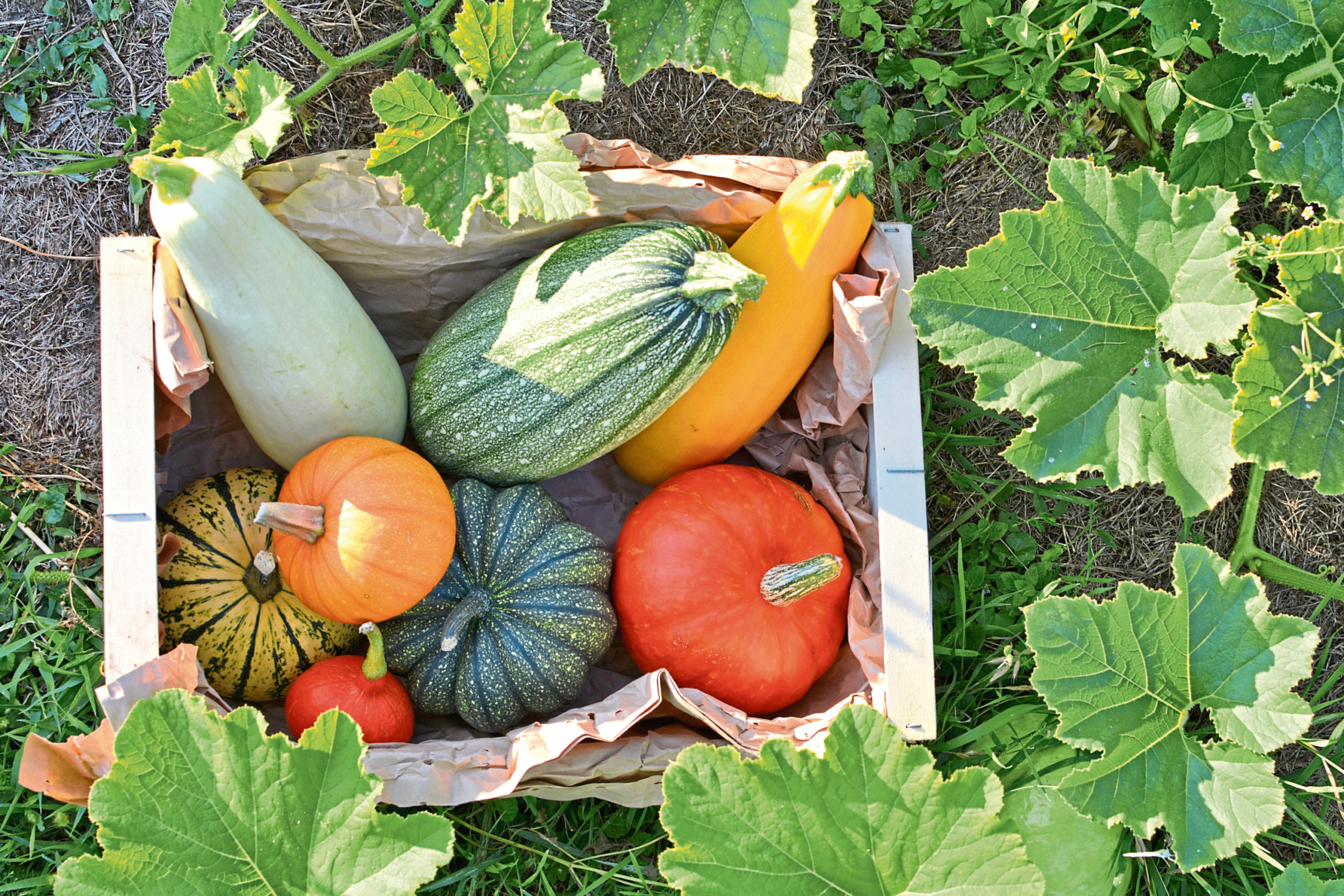 Enjoy a harvest of pumpkins and squashes