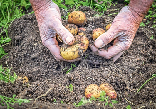 Fresh potatoes grown at home taste so much better