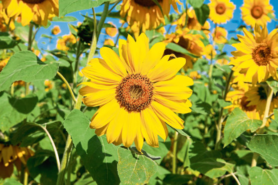 Beautiful sunflowers bring sunshine to your garden and are hardy