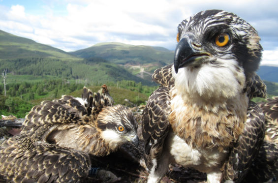 Loch Arkaig osprey chicks