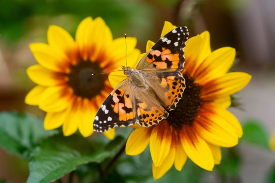 People who found solace in nature during the lockdown are being urged to join the annual butterfly count