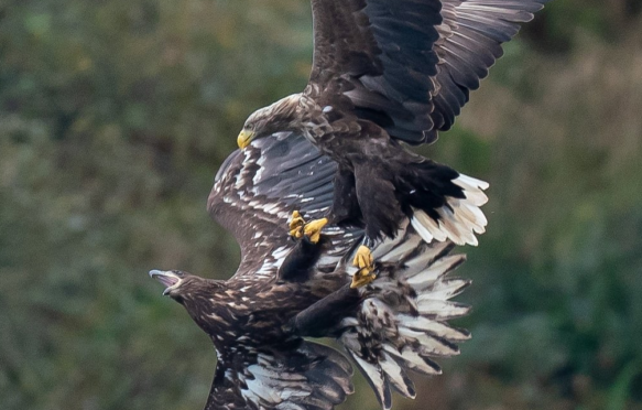 Jamie Scott’s photo of the angry adult male sea eagle swooping on his chick