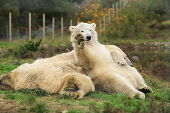 Hamish the polar bear waves to visitors at Highland Wildlife Park