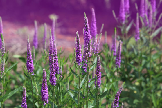 Spiky beauty of the veronica spicata