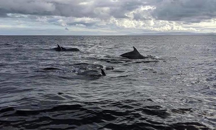 Dolphins playing off the coast of Arran.