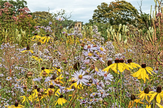 Left to its own devices, a wildflower garden can fill itself with beautiful blooms