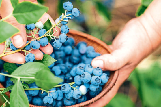 Blueberries thrive in our climate and acidic soils