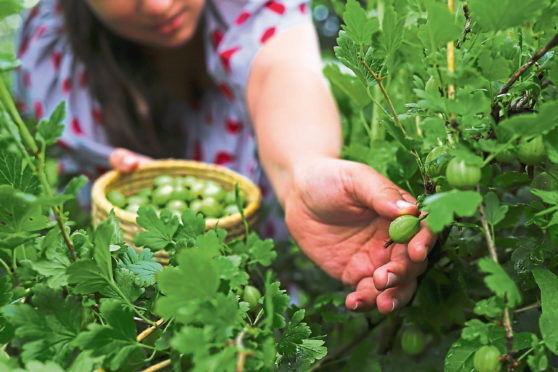 Gooseberries must be picked as soon as they are ripe