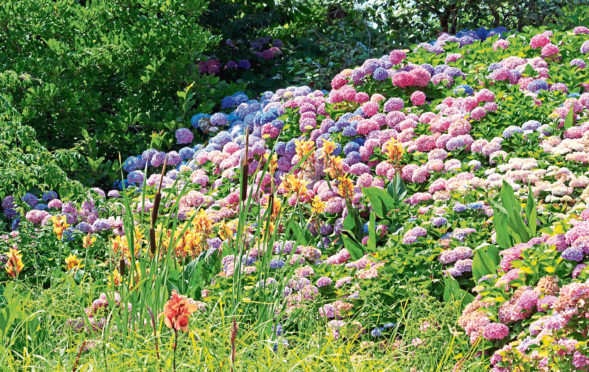 Huge hydrangeas in full bloom