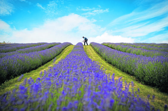 Lavender farmer Rory Irwin, from Scottish Lavender Oils, inspects the rows of folgate lavender ahead of this year's harvest at Tarhill Farm near Kinross.