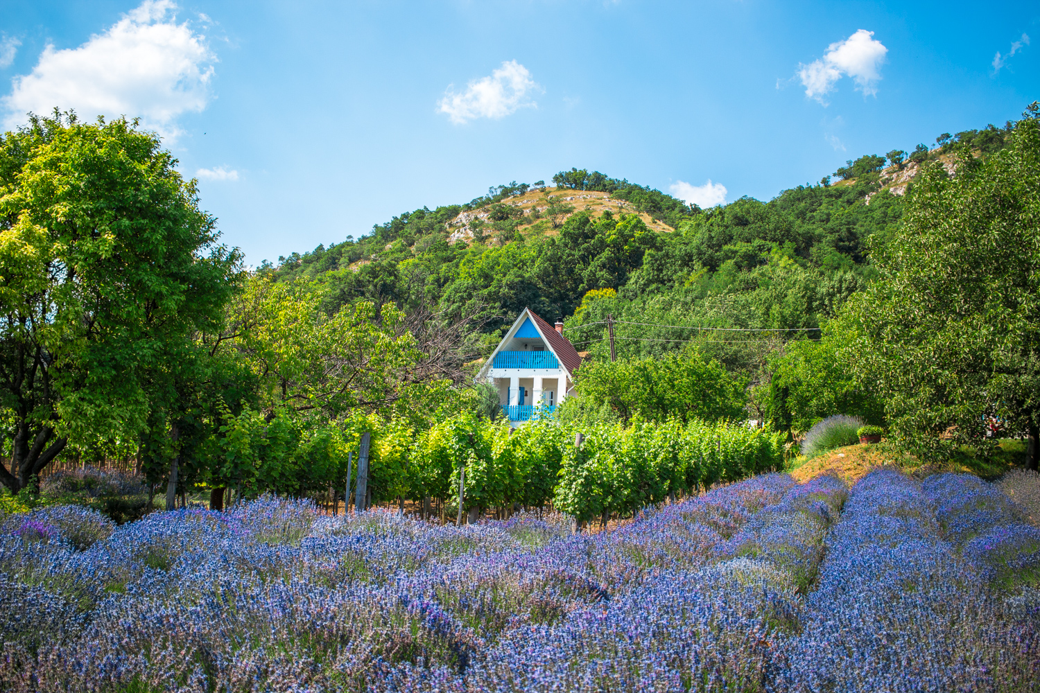 Catherine’s Vineyard Cottages nestle in the beautiful scenery of the Mor wine region