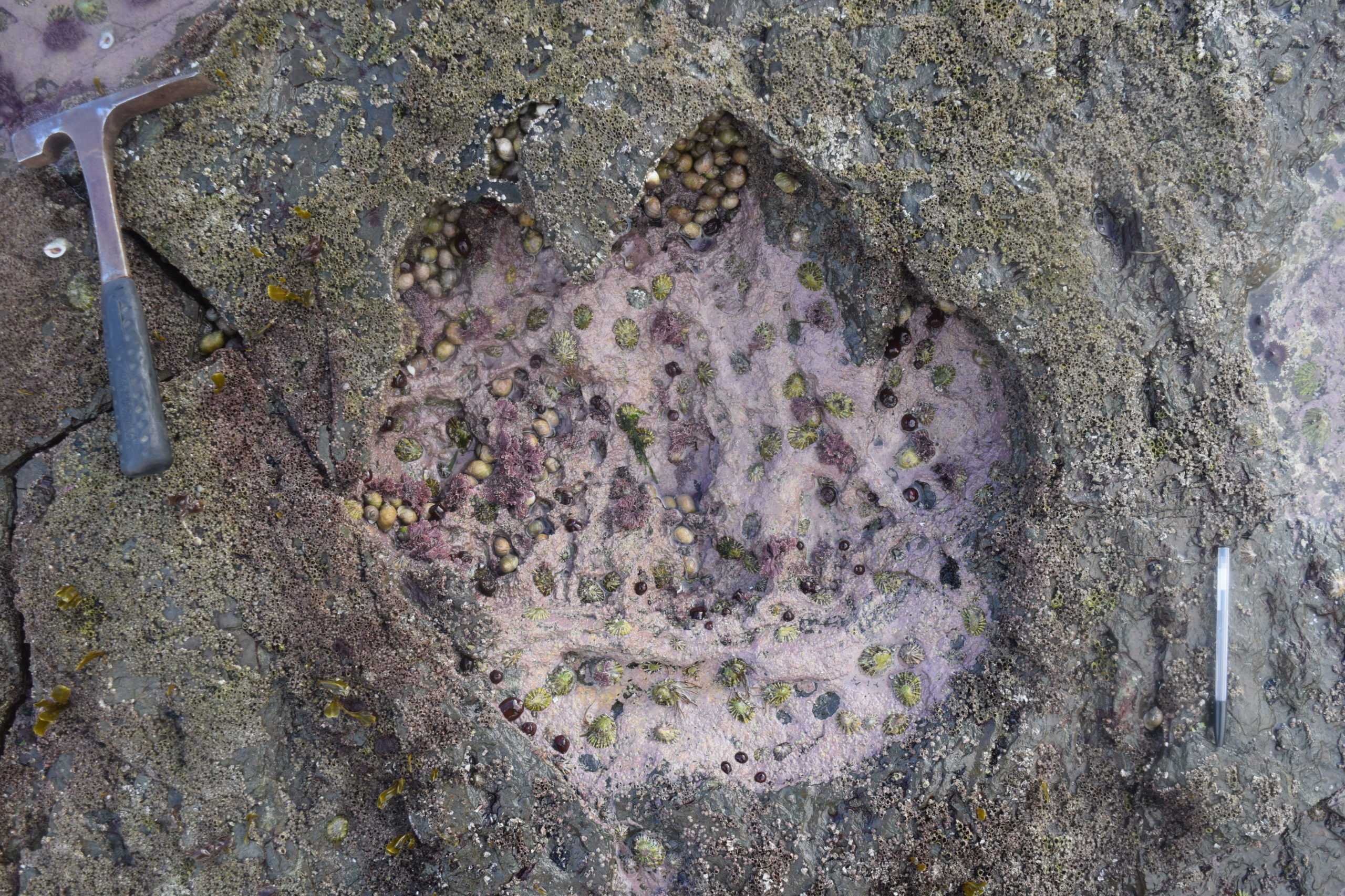 A 170 million year old footprint made by sauropod dinosaur, found on the Isle of Syke