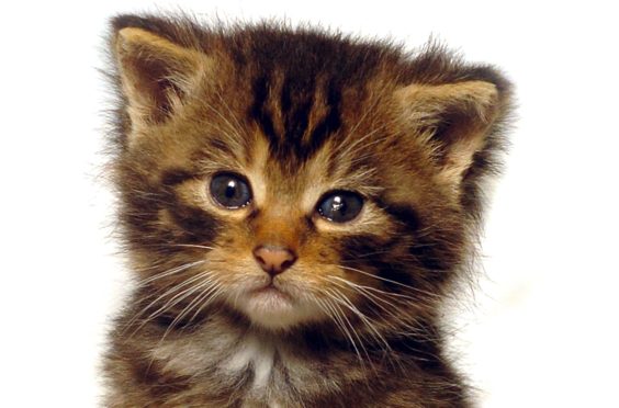 A Scots wildcat kitten