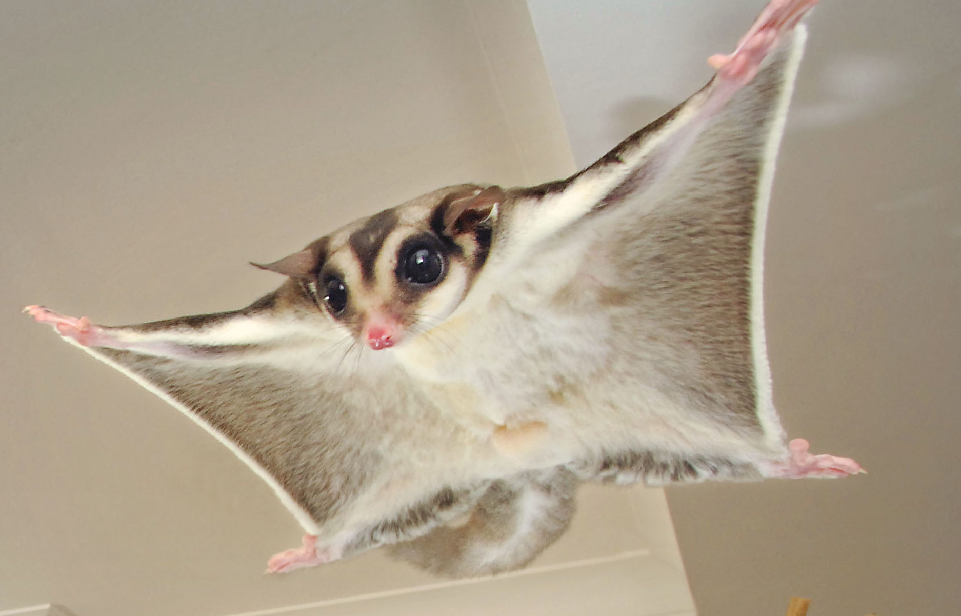 A sugar glider possum