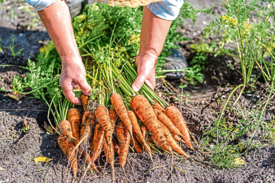 Farmer holding a carrots from the soil, vegetables from local farming.
