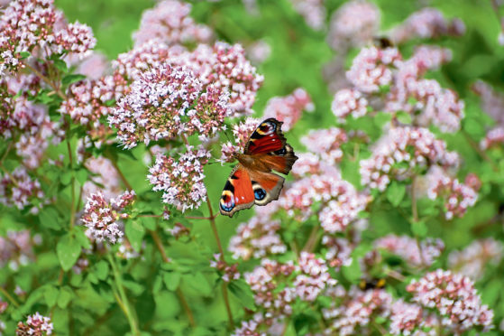 While butterflies may be still be feeding on oregano or hummingbird fuchsias  they won’t be around for much longer as the season is about to change