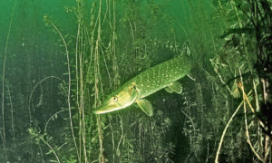 A hunting pike