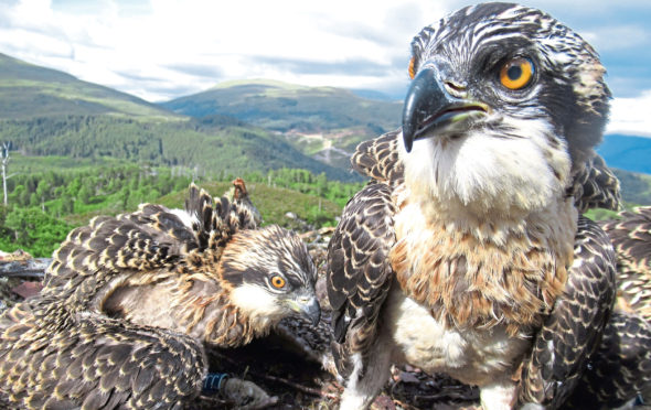 Osprey chicks Doddie and Vera