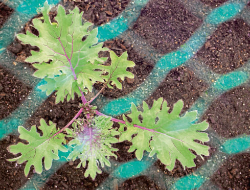 Kale plant protected by netting