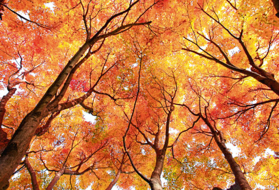 Towering maples ablaze in red, orange and yellow
