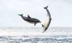 Bottlenose dolphins breaching in the Moray Firth