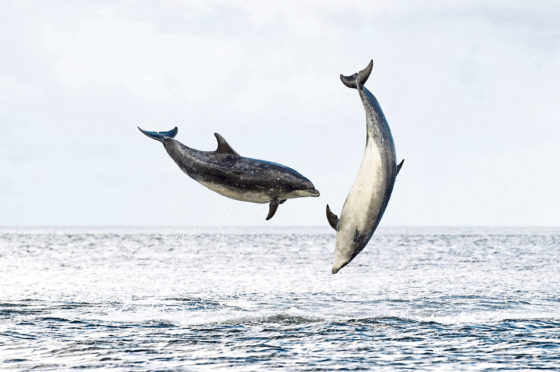 Bottlenose dolphins breaching in the Moray Firth