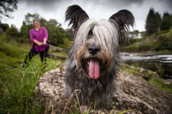 Skye terrier owner Marie Hamilton takes one of her two terriers for a walk near her home in Larkhall