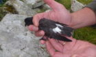 A storm petrel with a GPS tag