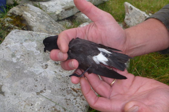 A storm petrel with a GPS tag