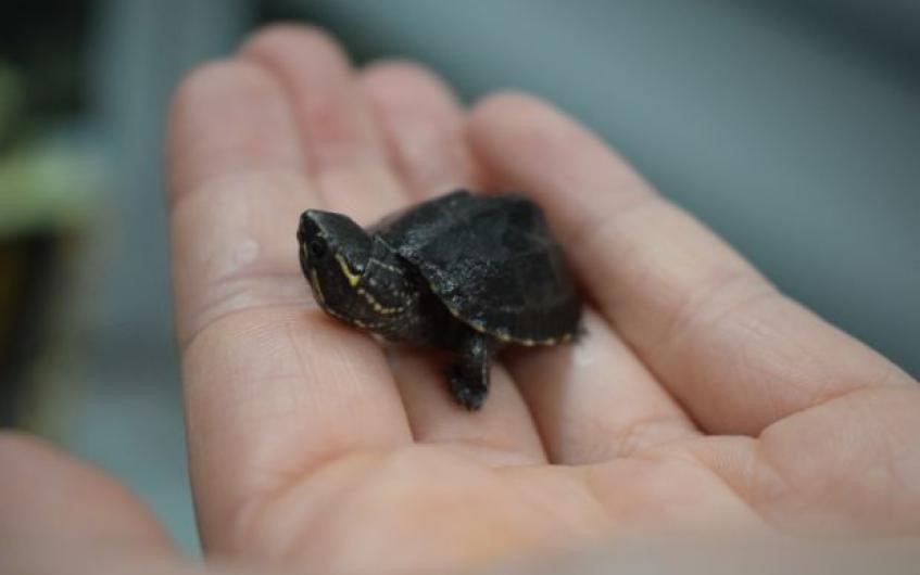 Pet of the week: Hulk the baby musk turtle needs a forever home - The ...