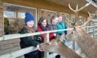 VisitScotland hired four pupils from Lornshill Academy, Clackmannanshire as quality tourism advisors for the day to assess Highland Safaris in Perthshire.
Pictured feeding the deer from left, Damien McAleese (13), Imogen MacLeod (13), Lucy Hensman (13) and Eryn Marshall (13).