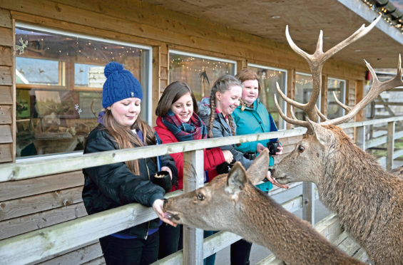 VisitScotland hired four pupils from Lornshill Academy, Clackmannanshire as quality tourism advisors for the day to assess Highland Safaris in Perthshire.
Pictured feeding the deer from left, Damien McAleese (13), Imogen MacLeod (13), Lucy Hensman (13) and Eryn Marshall (13).