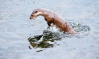 An otter hunts in one of Skye's remote lochs.