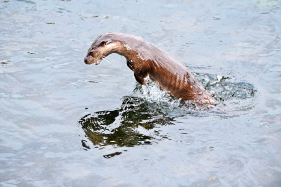 An otter hunts in one of Skye's remote lochs.