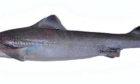 The endangered gulper shark
