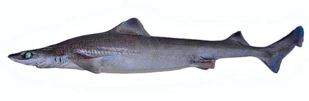 The endangered gulper shark